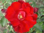 Roter Korsar �