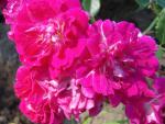 Super Excelsa�