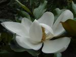 Magnolia grandiflora