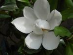 Magnolia grandiflora