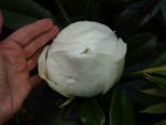 Magnolia grandiflora