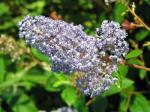Ceanothus Glorie de Versailles - S�ckelblume Glorie de Versailles