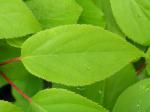 Actinidia arguta Strahlengriffel