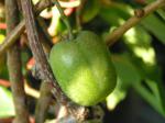 Actinidia arguta