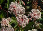 Ceanothus Marie Simon - S�ckelblume Marie Simon