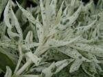 Sambucus nigra Pulverulenta - Wei�er Zwerg-Holunder