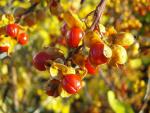 Celastrus orbiculatus - Baumw�rger