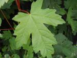 Acer heldreichii