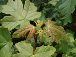 Acer heldreichii