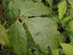 Acer henryi