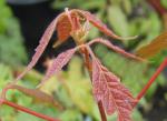 Acer henryi