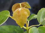 Acer paxii