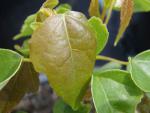 Acer paxii