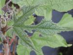 Broussonetia papyrifera - Papiermaulbeerbaum