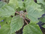 Broussonetia papyrifera