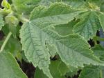 Broussonetia papyrifera