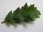 Carpinus betulus Heterophylla - Farnbl�ttrige Hainbuche