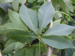 Aesculus flava Vestita