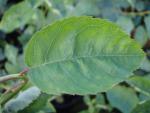 Amelanchier grandiflora Autumn Brilliance
