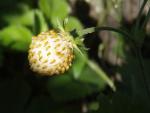 .Fragaria vesca Alba