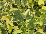 Hedera helix Aureovariegata