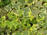 Hedera helix Aureovariegata