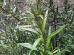 Hippophae salicifolia
