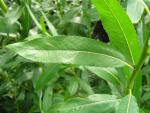 Salix daphnoides Wintersonne