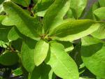 Sassafras albidum