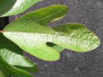 Sassafras albidum