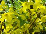 Forsythia Goldrausch