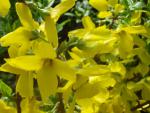 Forsythia Goldrausch