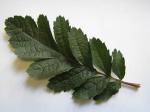 Sorbus finlandskaya Finnische Eberesche