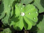 .Alchemilla mollis