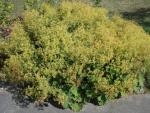.Alchemilla mollis