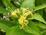 Diervillie Dilon, Diervilla lonicera Dilon direkt von der Baumschule