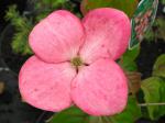 Cornus kousa Satomi