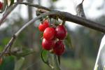 Cornus mas