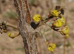 Cornus mas Pancharevo