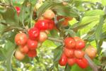 Cornus mas Pancharevo