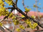 Cornus mas Shan