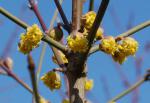 Cornus mas Yellow