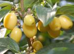 Cornus mas Yellow