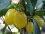 Cornus mas Yellow