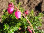 Cotoneaster dammeri