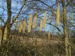 Corylus avellana