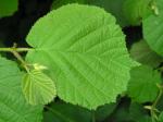 Corylus avellana