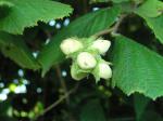 Corylus avellana