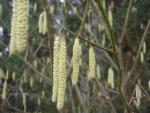 Corylus avellana