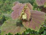 Corylus avellana